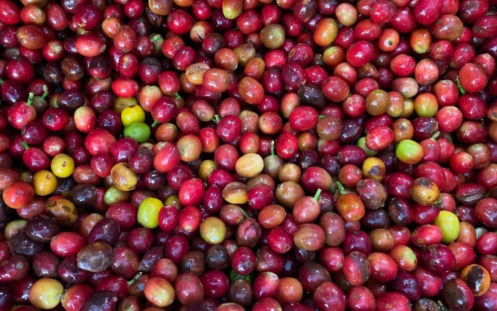 Colombian-Coffee-1 Colombian-Coffee-1