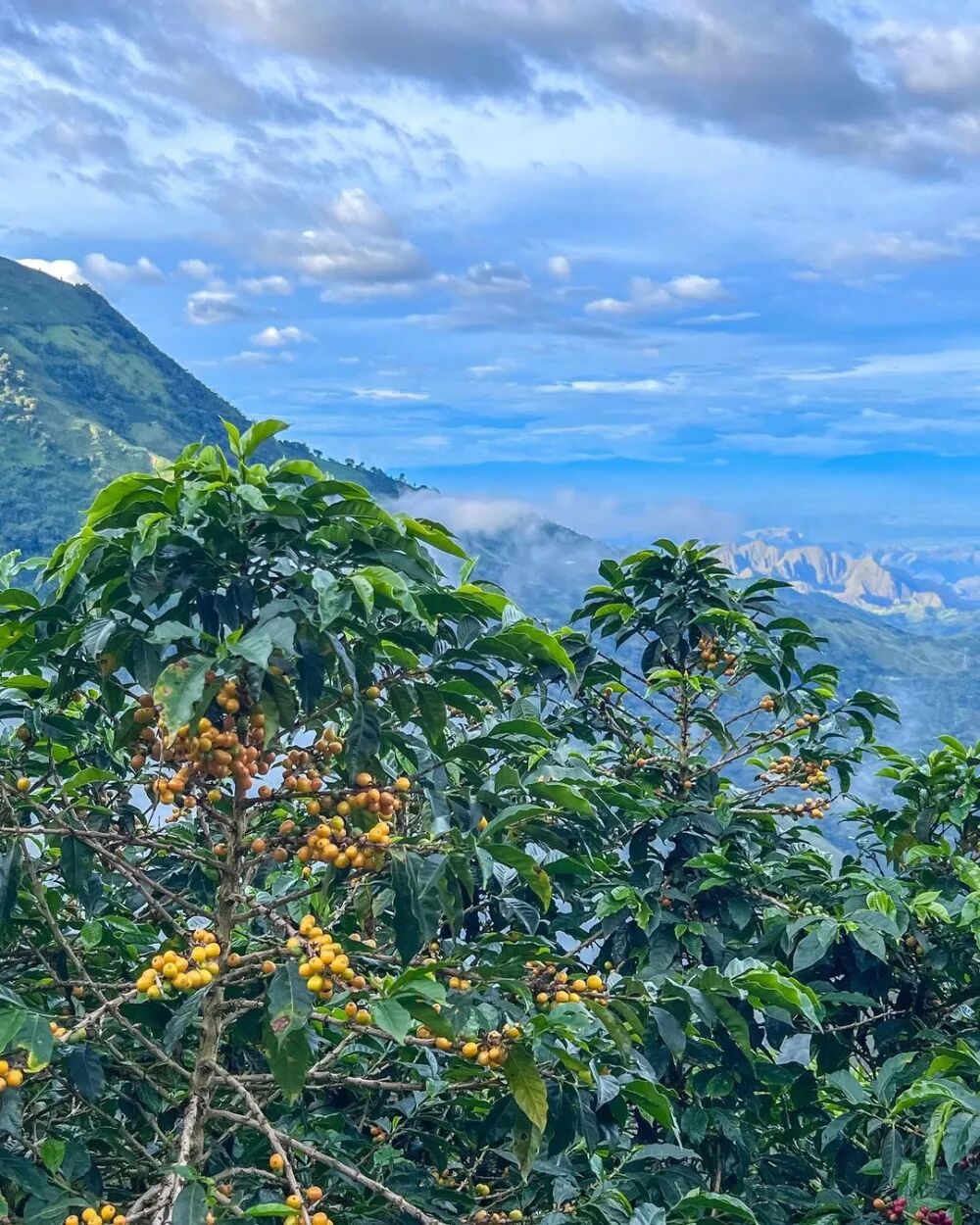 哥伦产区986 哥伦产区986