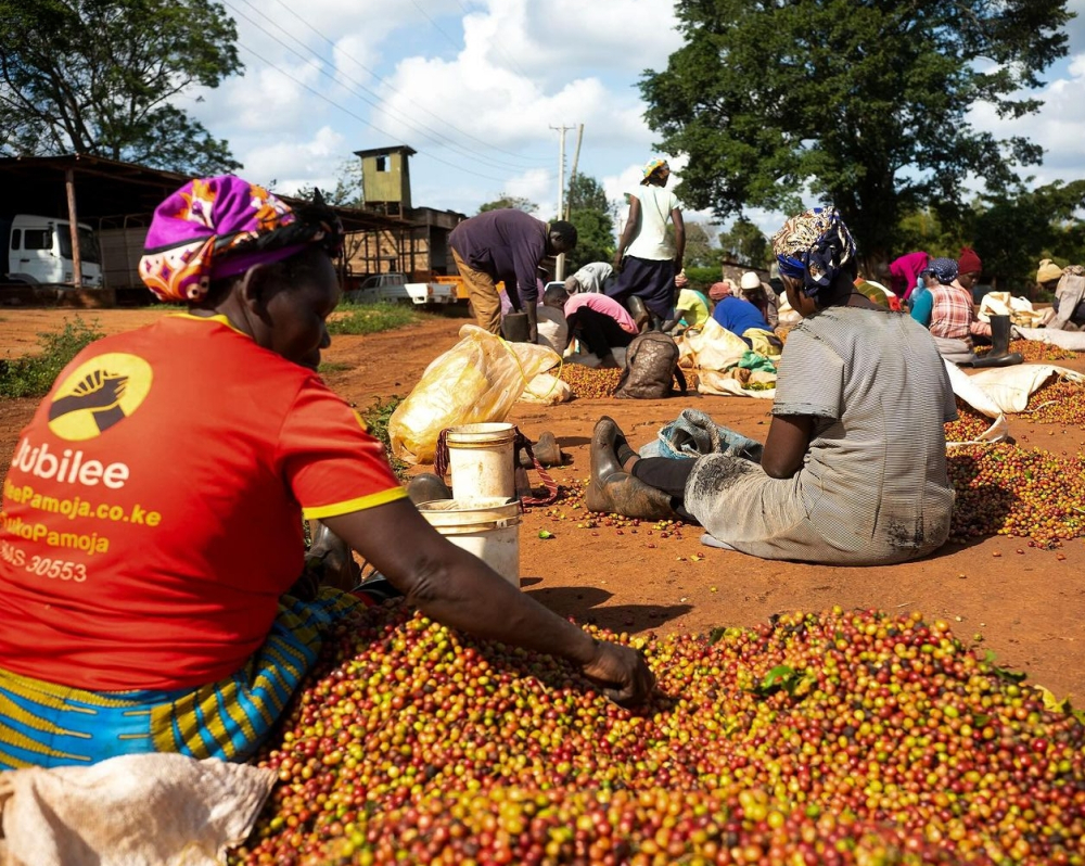 肯尼亚咖啡2963 肯尼亚咖啡2963
