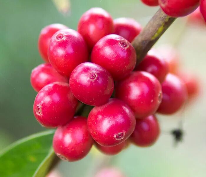 瑰夏村 戈里瑰夏 瑰夏村 戈里瑰夏