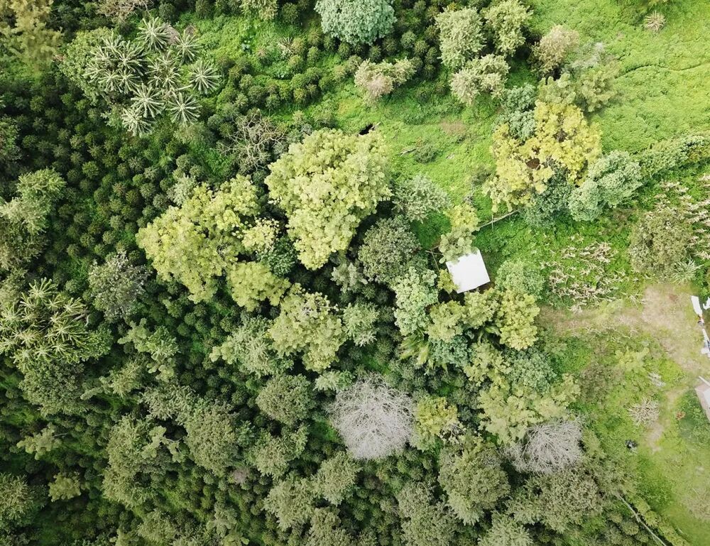瑰夏村森林 瑰夏村森林