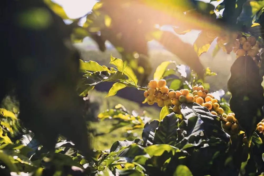 WechatIMG黄波旁2215