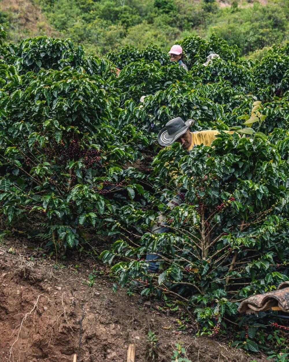 哥伦产区3001 哥伦产区3001