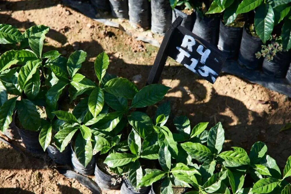 危地马拉咖啡2777