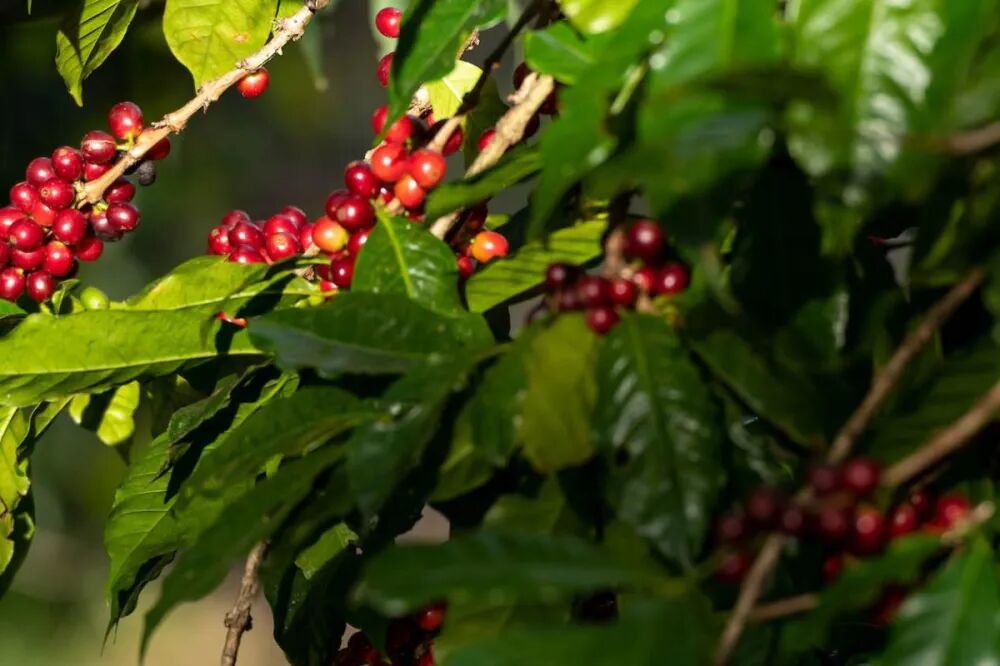 瑰夏咖啡树 瑰夏咖啡树