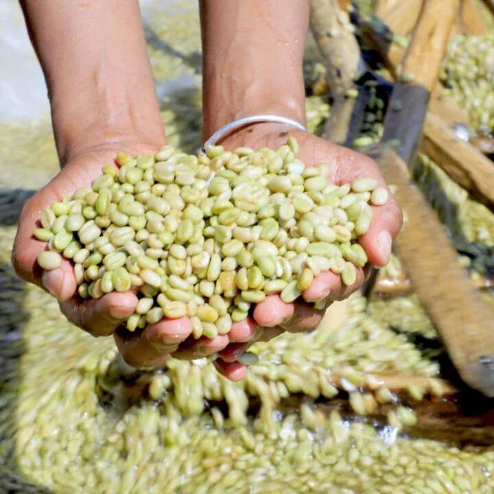 耶加水洗豆 耶加水洗豆