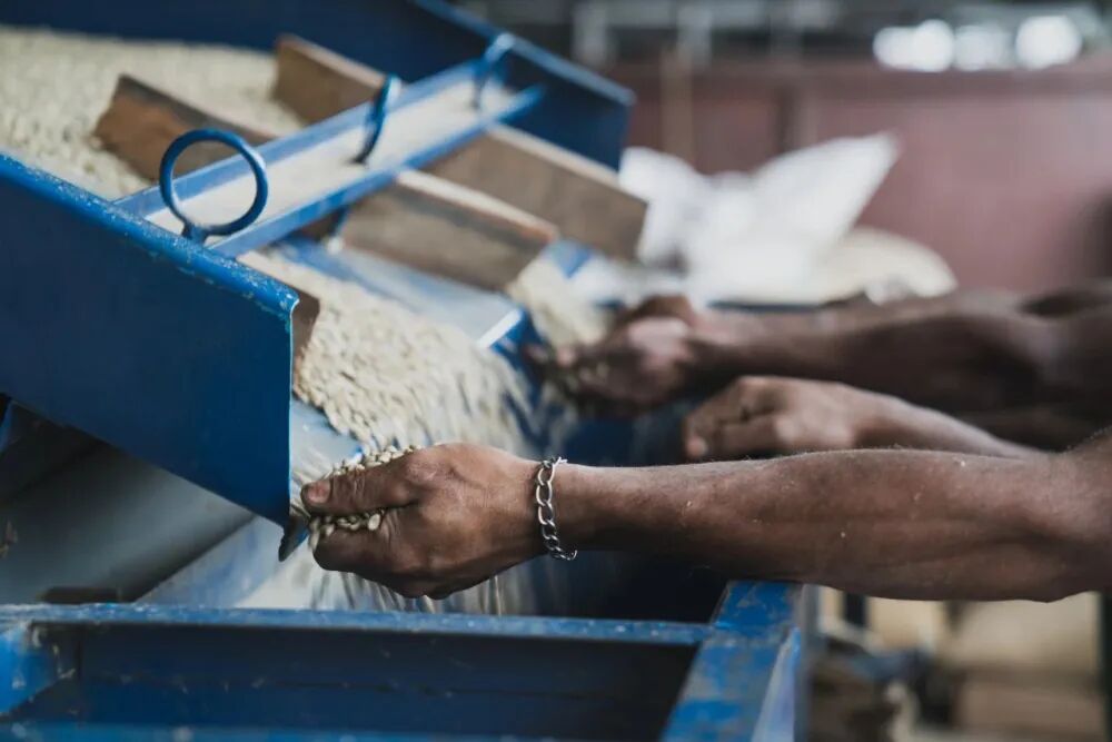 巴布亚水洗处理100