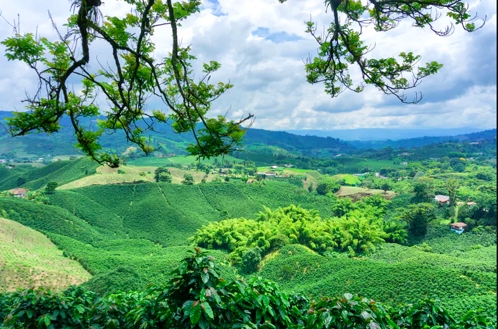 哥伦咖啡产地77