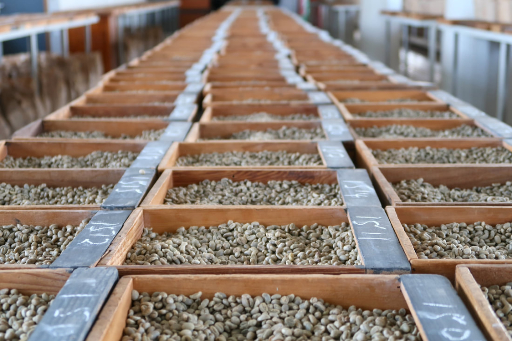 肯尼亚咖啡生豆0802-2