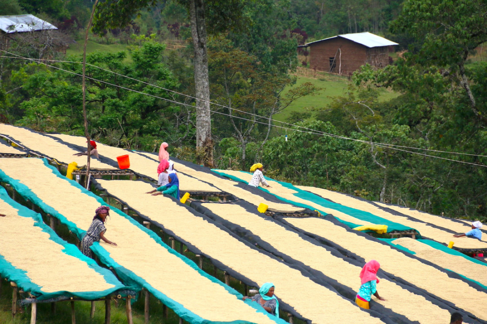 埃塞水洗9652 埃塞水洗9652