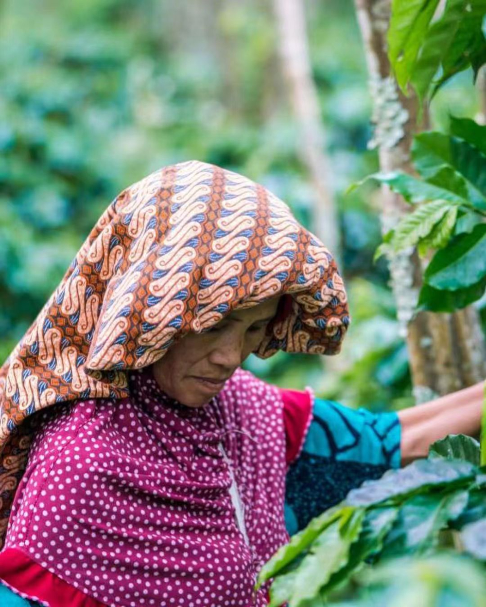 苏门答腊咖啡2647