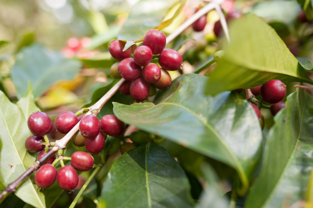 罕贝拉咖啡果536x1022