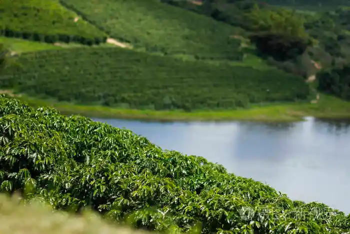 巴西咖啡树699pic1