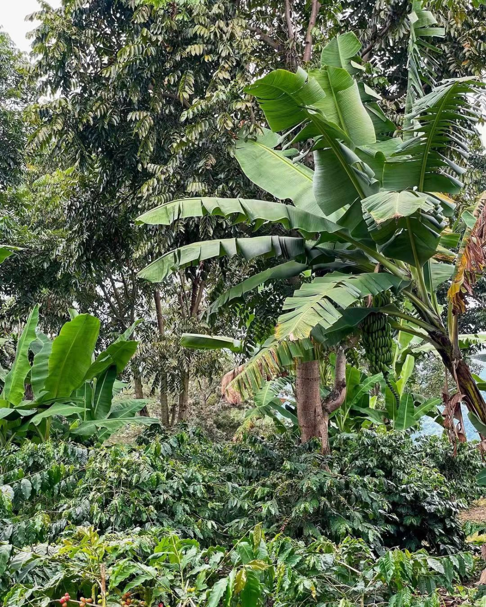 WechatIMG牙买加蓝山2