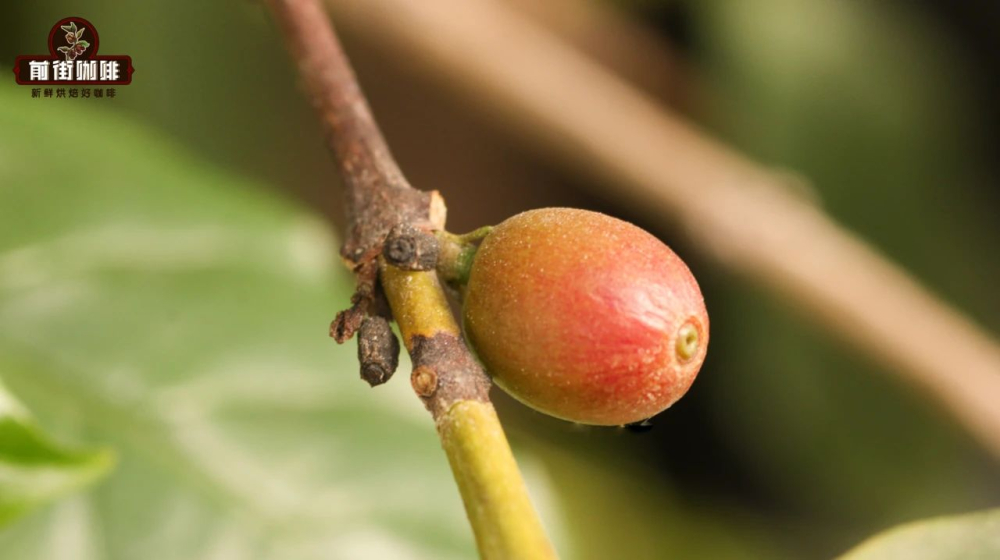 咖啡果9d4d0f