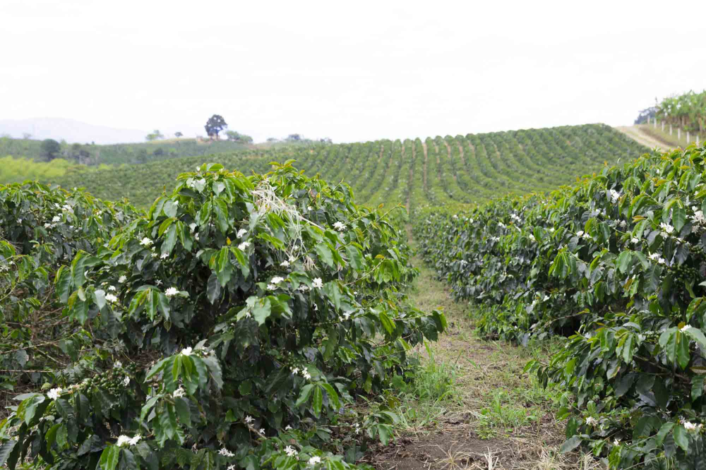 all-about-yirgacheffe-coffee