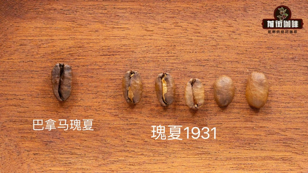 巴拿马瑰夏和1931 巴拿马瑰夏和1931