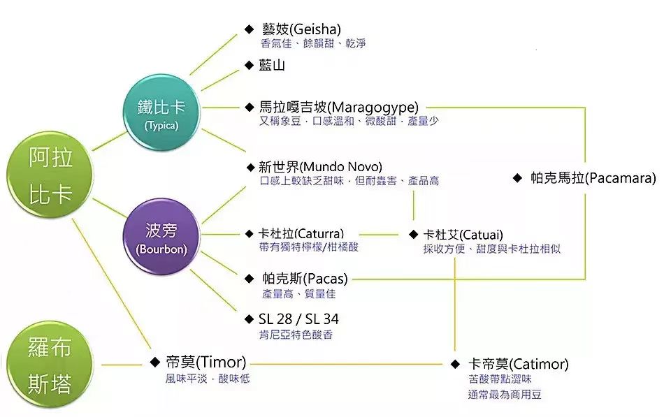 阿拉比卡关系 阿拉比卡关系