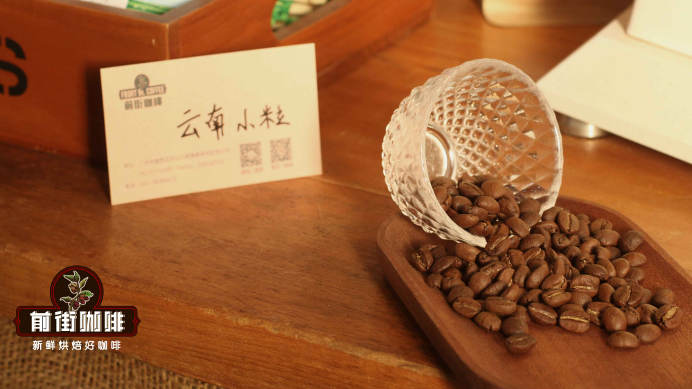 云南小粒537 云南小粒537