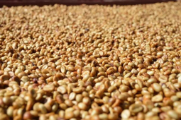 蜜处理Honey Process｜什么是蜜处理咖啡？蜜处理的处理过程如何？白蜜 红蜜 黄蜜 黑蜜的咖啡有哪些区别？