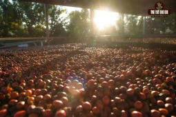 一豆多喝｜Combo coffee是什么？为何咖啡Combo受欢迎？哪些咖啡豆适合出品Combo咖啡？