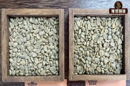 PNG coffee｜巴布亚新几内咖啡为何有小蓝山之名？西格里庄园天堂鸟水洗铁皮卡风味特色是什么？