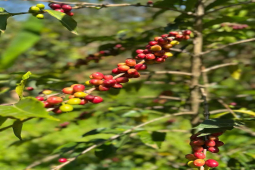 低因咖啡优缺点｜什么是低因咖啡decaffeinated coffee？如何去除咖啡因？低因咖啡是精品咖啡吗？