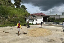 印尼黄金曼特宁咖啡｜曼特宁咖啡豆的草本味为何越来越淡？曼特宁咖啡风味受到哪些因素的影响？