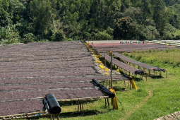 咖啡豆水洗日晒风味对比｜哪些咖啡产地的咖啡豆采用水洗处理法？水洗咖啡豆操作步骤流程风味特征区别