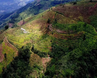 云南咖啡｜中国咖啡产地在哪？云南为何适合种植阿拉比卡？云南咖啡品种咖啡特点是什么？