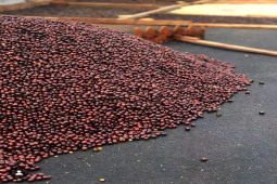 咖啡品种｜卡杜拉Caturra和卡杜艾Catuai都是阿拉比卡种吗？两者的风味特点分别是什么？