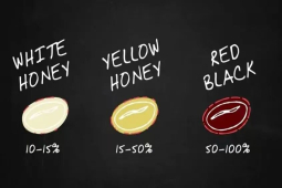 精品手冲咖啡豆推荐｜蜜处理的红蜜黄蜜黑蜜有何不同？哥斯达黎加琵隆处理厂黑蜜处理卡杜拉风味口感介绍