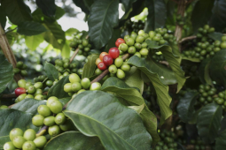 林东曼特宁手冲教学｜印度尼西亚曼特宁咖啡为何用湿刨法处理？口粮豆曼特宁咖啡产地品种风味口感介绍