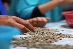 曼特宁咖啡豆故事｜正宗PWN黄金曼特宁与印尼曼特宁有哪些口感风味区别？苏门答腊曼特宁适合做手冲咖啡吗？