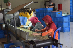 性价比高的手冲豆推荐｜曼特宁和花魁咖啡区别在哪？曼特宁咖啡豆和花魁咖啡豆用什么手冲参数？