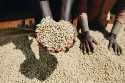 kenya coffee｜肯尼亚咖啡AA、 AA+、Top是什么意思？肯尼亚咖啡生豆分级标准是什么？