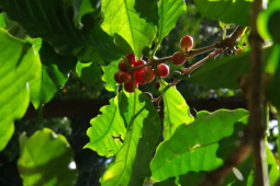 埃塞俄比亚咖啡豆｜埃塞俄比亚有多少个咖啡产区？埃塞精品咖啡出自哪些处理厂和合作社？