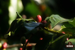 Arabica Coffee｜阿拉比卡咖啡豆种类有哪些？好喝不贵的精品阿拉比卡手冲咖啡豆有哪些推荐