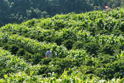 巴西咖啡品牌有哪些 巴西咖啡豆是阿拉比卡品种吗口感如何 巴西单品和巴西拼配的区别