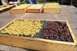 哥斯达黎加咖啡豆｜什么是蜜处理？为何哥斯达黎加咖啡多用蜜处理法？蜜处理咖啡豆有哪些风味特征