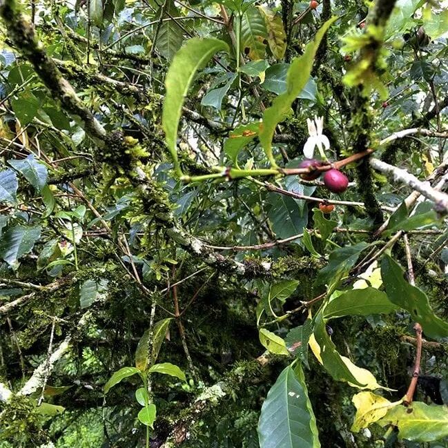 埃塞俄比亚咖啡耶加雪菲产区、科契尔子产区、果丁丁合作社介绍