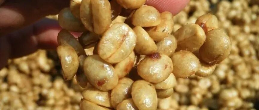 什么是蜜处理？不同颜色的蜜处理有什么区别？