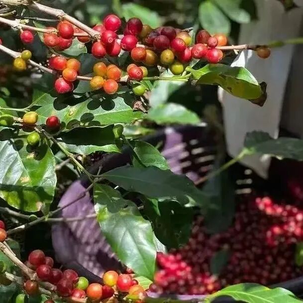 走近瑰夏王朝发源地---认识巴拿马产区