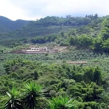巴拿马咖啡豆｜波奎特产区翡翠庄园钻石山咖啡介绍