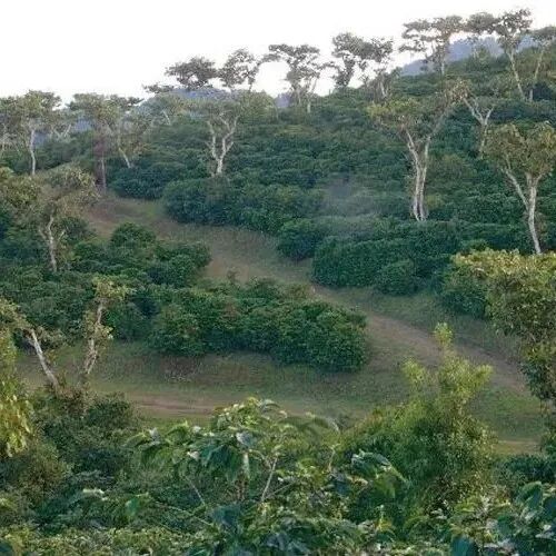 危地马拉咖啡豆｜安提瓜产区拉米妮塔庄园花神咖啡豆介绍