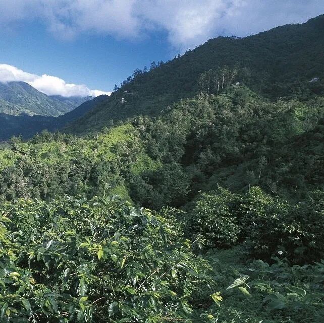 肯尼亚咖啡豆｜锡卡产区阿萨莉亚处理厂SL28&SL34咖啡豆介绍