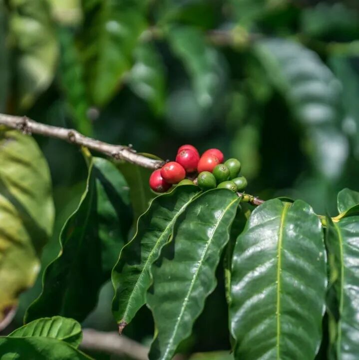 简单介绍美国夏威夷咖啡起源和科纳KONA咖啡