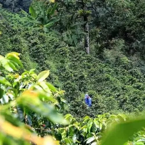 哥伦比亚咖啡｜蕙兰产区分界线庄园希爪咖啡豆介绍
