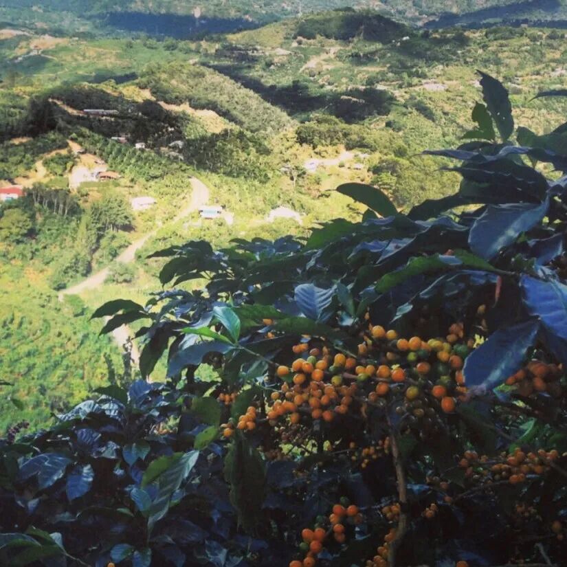 哥斯达黎加咖啡豆｜塔拉珠产区入门精选系列水洗咖啡豆介绍