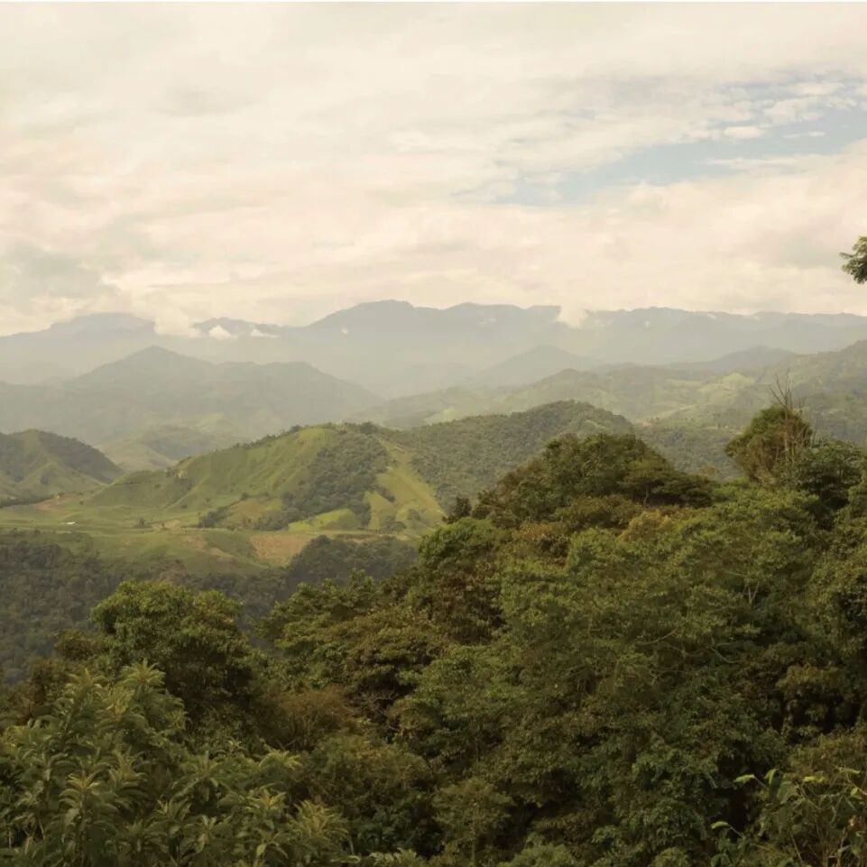 厄瓜多尔｜咖啡产区咖啡品种介绍